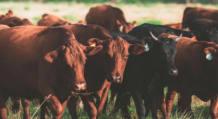 Cattle growing farm