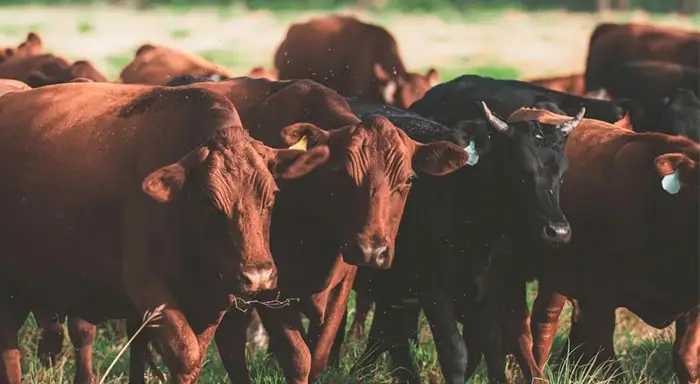 Cattle growing farm